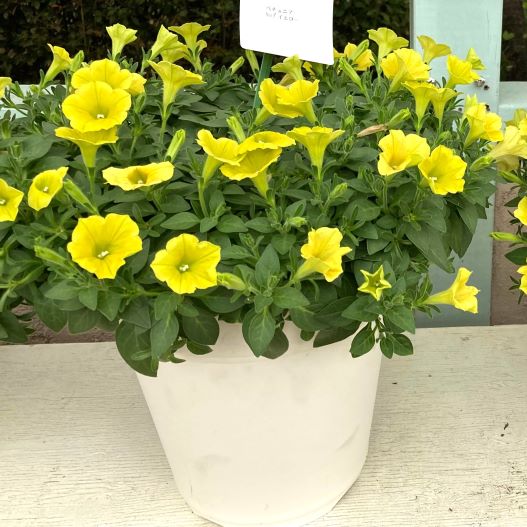 ペチュニア　YES! シリーズ 