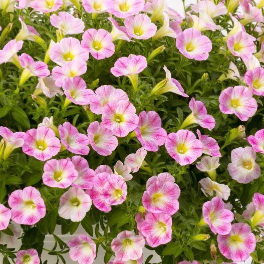 ペチュニア　YES! シリーズ 