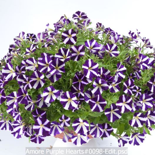 ペチュニア　アモーレ 