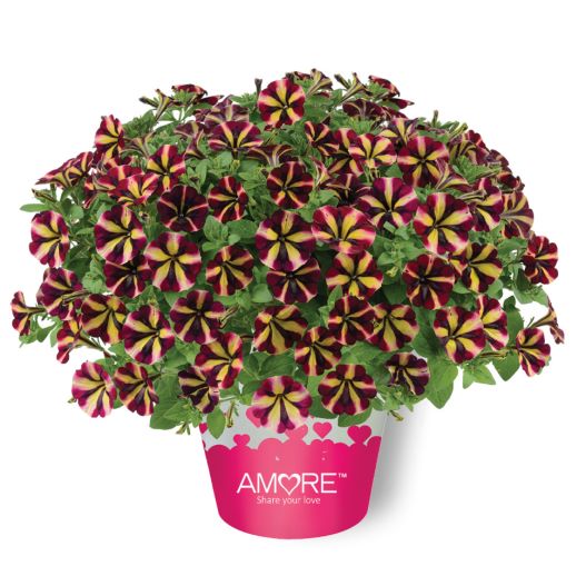 ペチュニア　アモーレ 