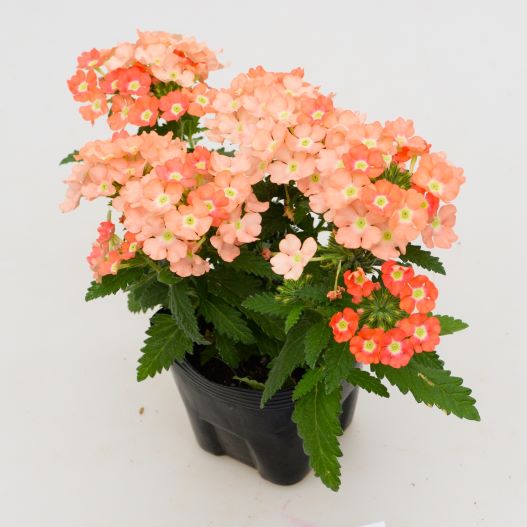 バーベナ　エンプレスフレア 