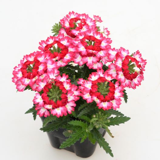 バーベナ　ウィキッド 