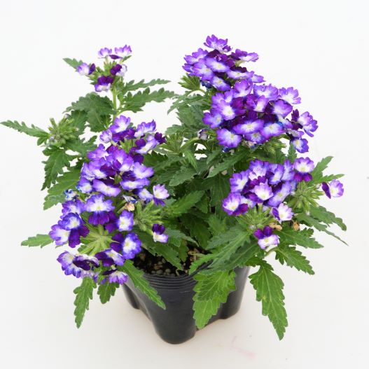 バーベナ　ウィキッド 