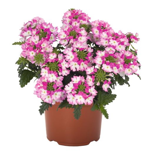 バーベナ　ウィキッド 