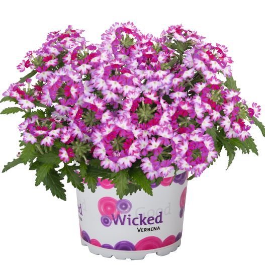 バーベナ　ウィキッド 