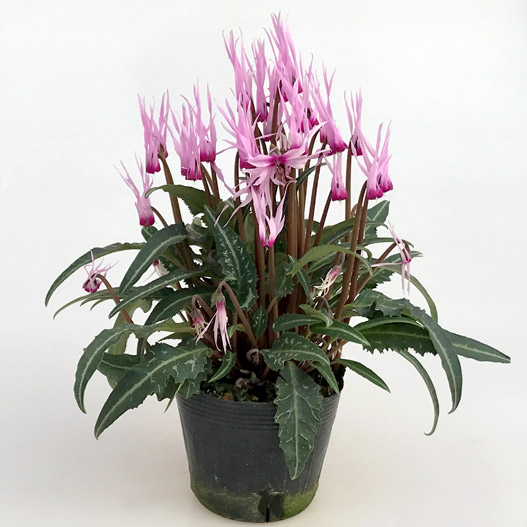 シクラメン ピーコック｜WEBカタログ｜未来アグリス株式会社|未来