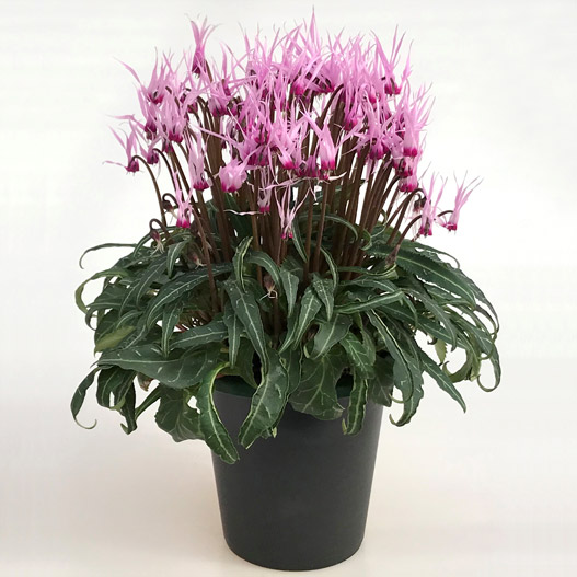 シクラメン　ピーコック ミニチュア系品種