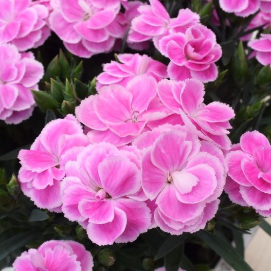 ダイアンサス　スイーツ 