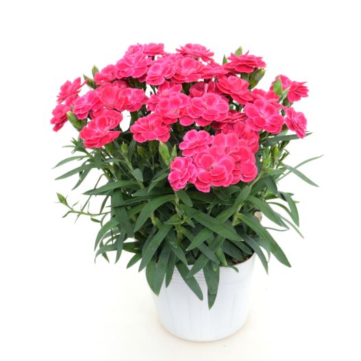 ダイアンサス　スイーツ 