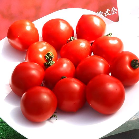 中玉トマト　ドルチェレッド ミディ 単為結果性