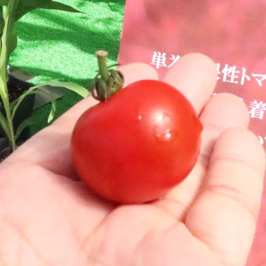 ミニトマト　TYドルチェレッド 単為結果性