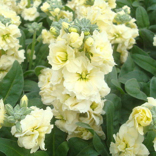 ストック　ベイビー ハイダブル シリーズ 