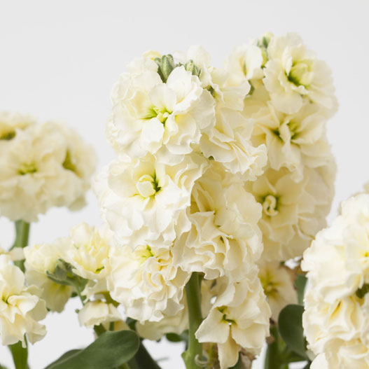 ストック　ベイビー ハイダブル シリーズ 