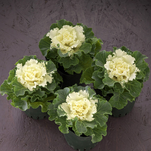 ハボタン　ラッフル 