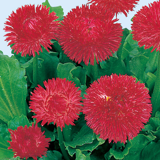 デージー　チロリアンデージー シリーズ 