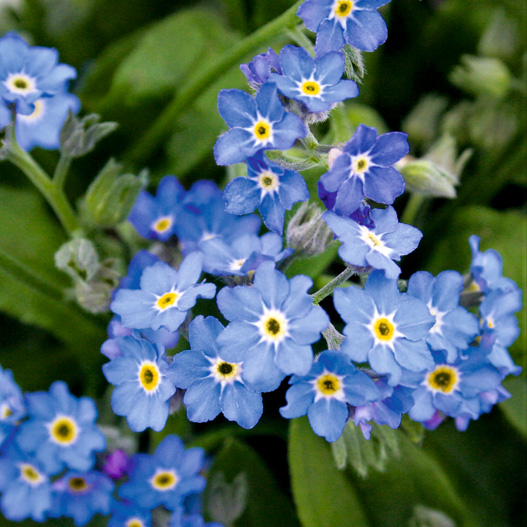 ミオソティス　ベラミー 