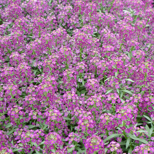 アリッサム　アルール シリーズ 