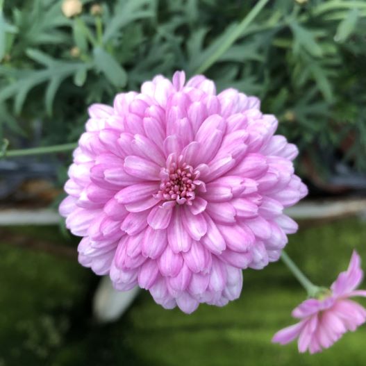 マーガレット　スフレ 