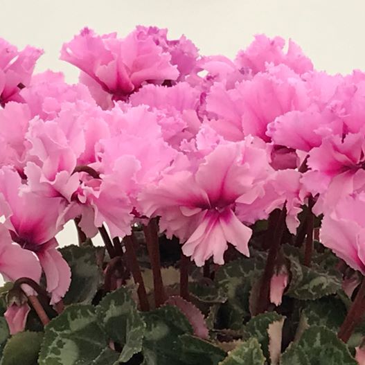 シクラメン　ヴィヴィアン 