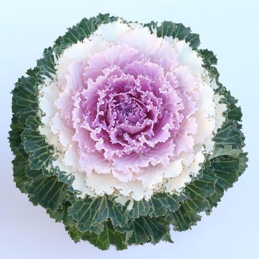 ハボタン　ローブ シリーズ 