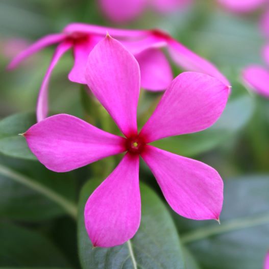 ビンカ　夏花火 