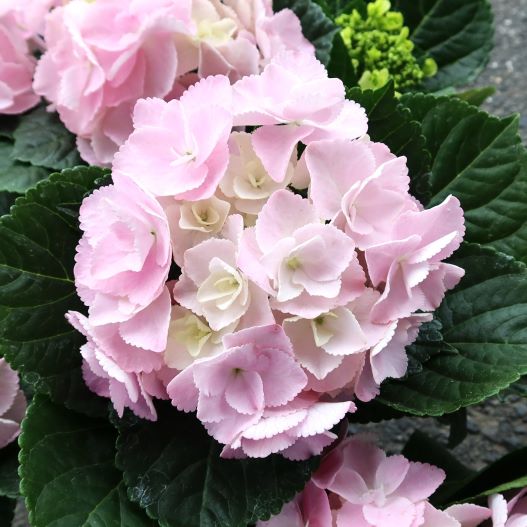 ハイドランジア　創作あじさい メルヴェイユ 