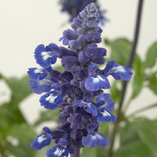 サルビア　サリーファン 