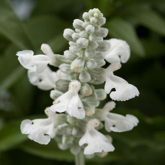 サルビア　サリーファン 