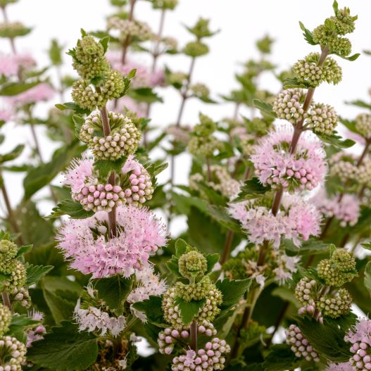 カリオプテリス　パビリオン 