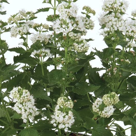 カリオプテリス　パビリオン 