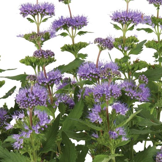 カリオプテリス　パビリオン 