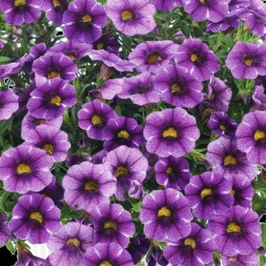 カリブラコア　コリブリ シリーズ 