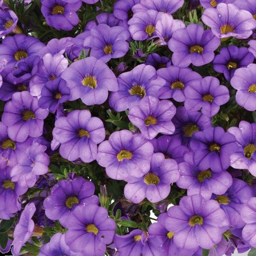 カリブラコア　コリブリ シリーズ 