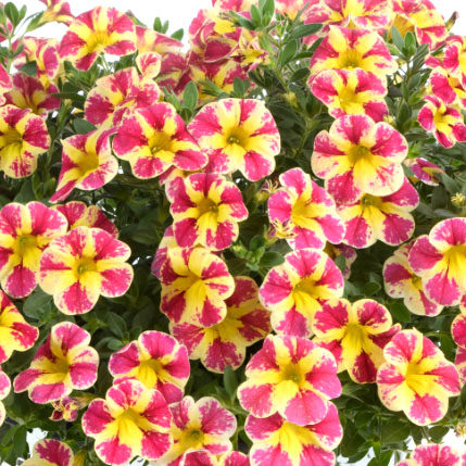 カリブラコア　コリブリ シリーズ 