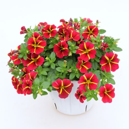 カリブラコア　コリブリ シリーズ 