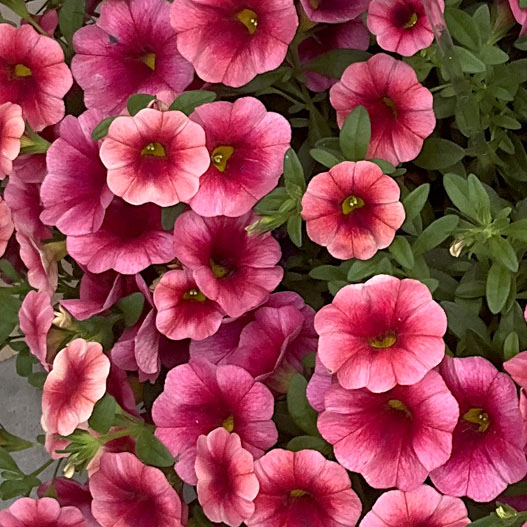 カリブラコア　コリブリ シリーズ 