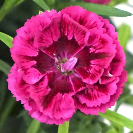 カーネーション　ディアデュール シリーズ 