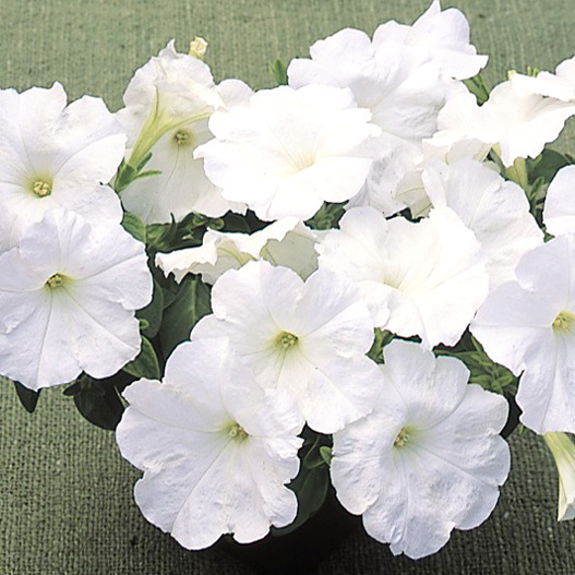 ペチュニア　ディーバ 