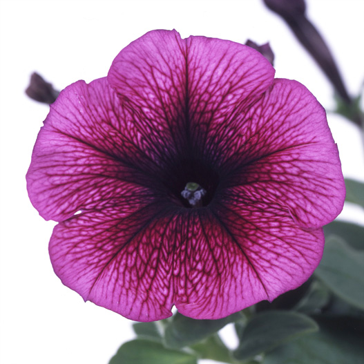 ペチュニア　バカラ シリーズ 