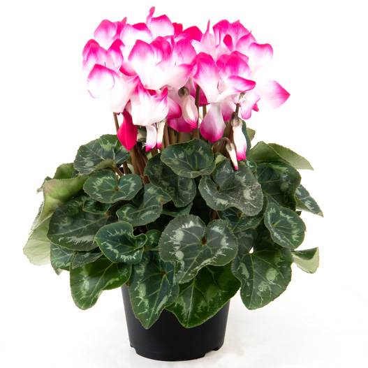 シクラメン F1　フュージョン ミディ 