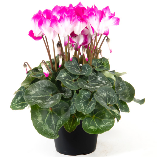 シクラメン F1　フュージョン ミディ 