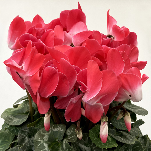 シクラメン　オルニス 