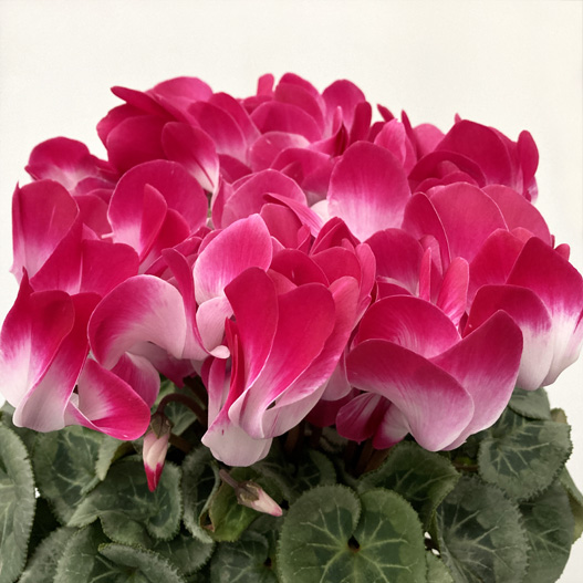 シクラメン　オルニス 