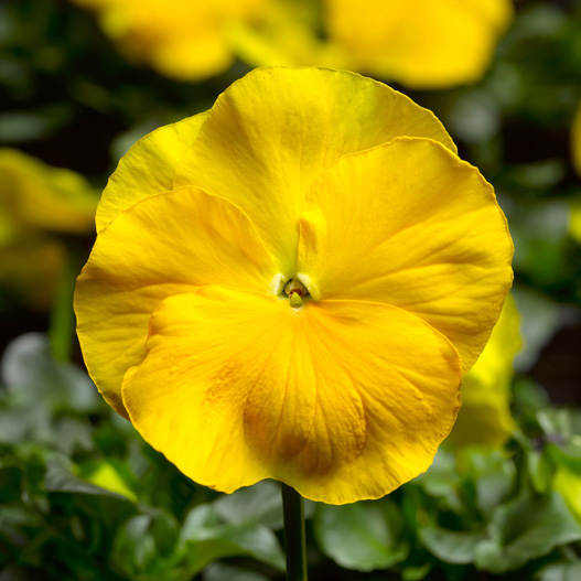 パンジー F1　デルタPRO(デルタプロ) シリーズ 