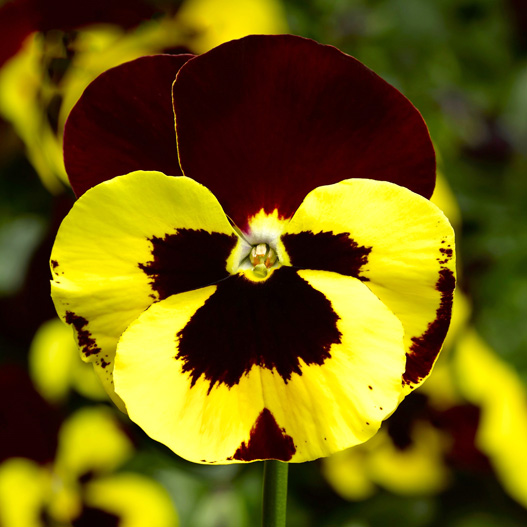 パンジー F1　デルタPRO(デルタプロ) シリーズ 