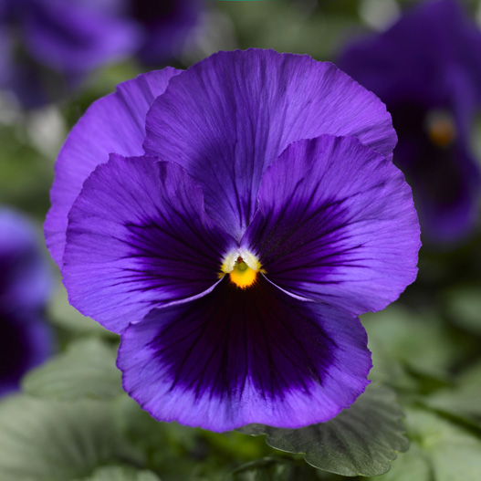 パンジー F1　デルタPRO(デルタプロ) シリーズ 