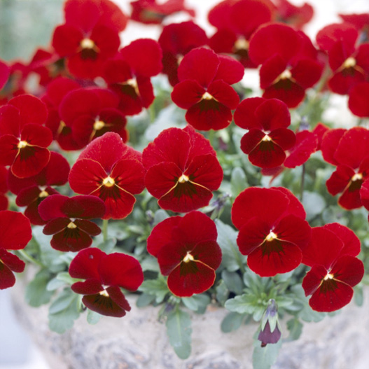 ビオラ F1　ビビ シリーズ 