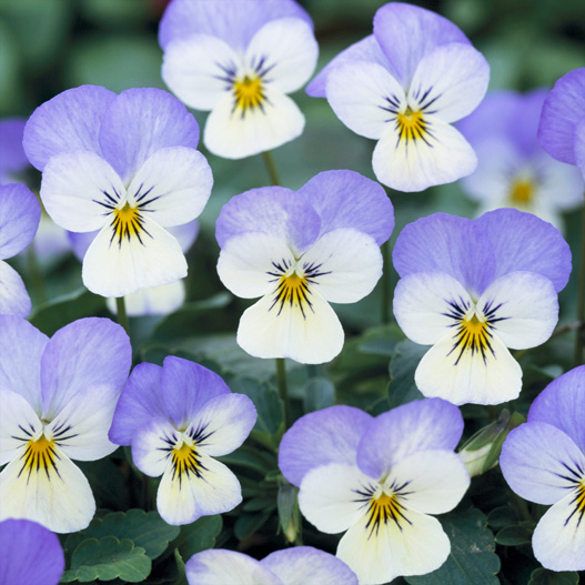 ビオラ F1　ビビ シリーズ 