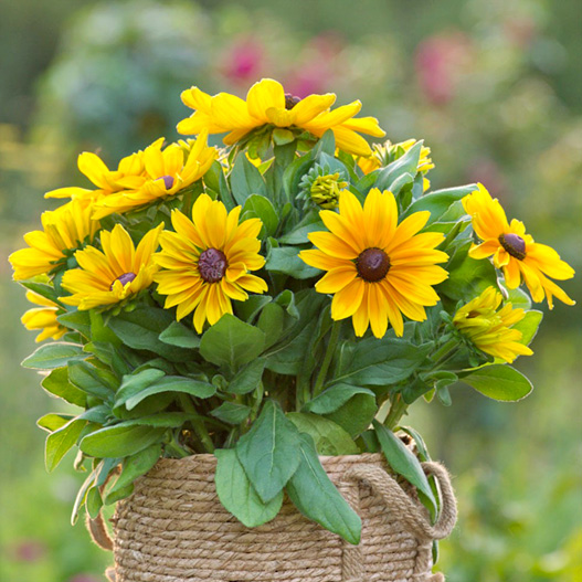 ルドベキア　サンベキア 