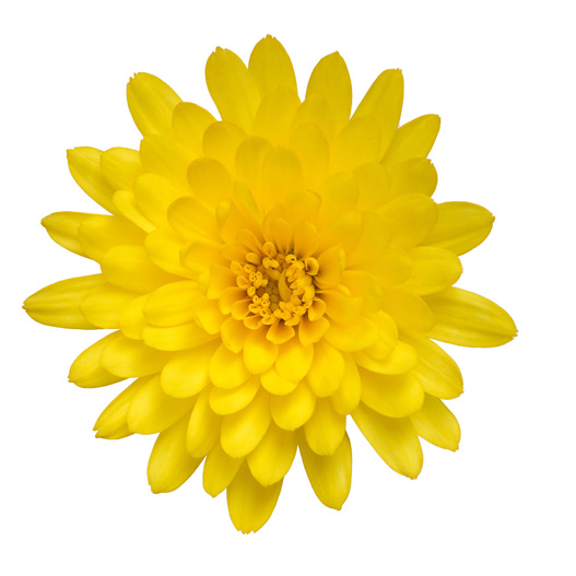 ガーデンマム　パックス シリーズ 